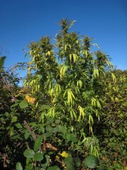 Cannabis_sativa sdgh ronce1.jpg