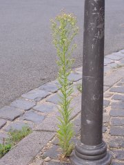 Conyza canadensis.jpg