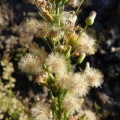 Erigeron blakei Cabrera.jpg