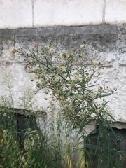 Erigeron sumatrensis 00.jpg