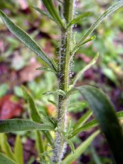 Erigeron sumatrensis 01.jpg