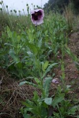 Papaver somniferum.jpg