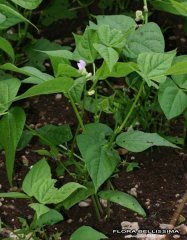 Phaseolus vulgaris.jpg