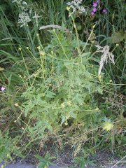 Sisymbrium officinale.jpg