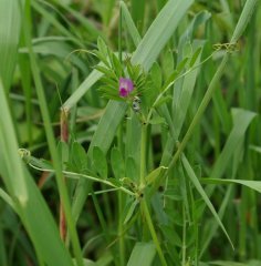 Vicia sativa.jpg