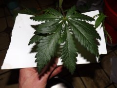 feuille chelou - Mâle Afghani#1