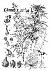 planche bota cannabis.jpg