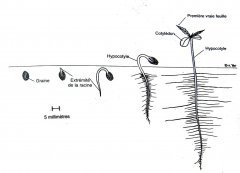 planche bota cannabis germination.jpg