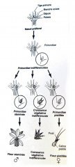 planche primordiae.jpg