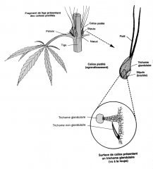planche organes femelle.jpg
