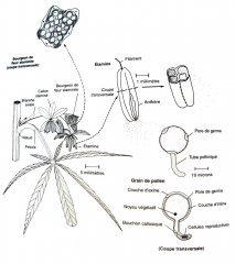 planche organes male.jpg
