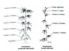 planche phylotaxie.jpg