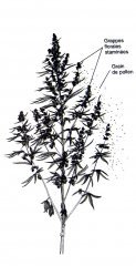 planche bota cannabis male.jpg