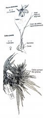 planche bota cannabis femelle.jpg