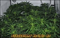 Reserva Privada - Strawberry Banana - Terre - Guano Diff - HPS 600W - Homebox QEvolution 120*120 - Stretch +12