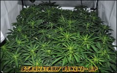 Reserva Privada - Strawberry Banana - Terre - Guano Diff - HPS 600W - Homebox QEvolution 120*120 - Stretch +12