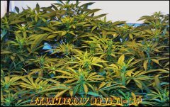 Reserva Privada - Strawberry Banana - Terre - Guano Diff - HPS 600W - Homebox QEvolution 120*120 - Stretch +12
