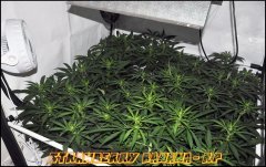 Reserva Privada - Strawberry Banana - Terre - Guano Diff - HPS 600W - Homebox QEvolution 120*120 - Stretch +12