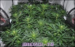 Underground Seeds Collective - Cheestral - Terre - Guano Diff - HPS 400W - Homebox QEvolution 100*100 - Stretch +12