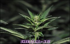 Underground Seeds Collective - Cheestral - Terre - Guano Diff - HPS 400W - Homebox QEvolution 100*100 - Stretch +12
