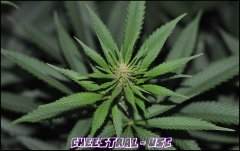 Underground Seeds Collective - Cheestral - Terre - Guano Diff - HPS 400W - Homebox QEvolution 100*100 - Stretch +12
