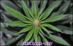 Underground Seeds Collective - Cheestral - Terre - Guano Diff - HPS 400W - Homebox QEvolution 100*100 - Stretch +12