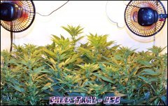 Underground Seeds Collective - Cheestral - Terre - Guano Diff - HPS 400W - Homebox QEvolution 100*100 - Stretch +12