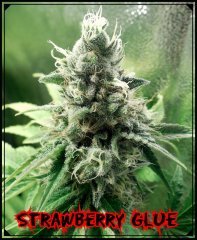 Strawberry glue.jpeg