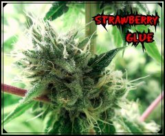Strawberry glue2.jpeg