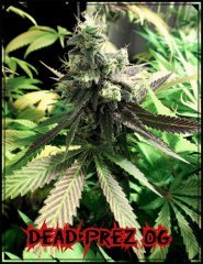 Dead Prez OG.jpeg