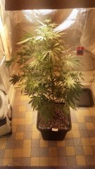 Vanilla kush 2(c+32)(s+7).jpg