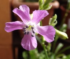 lychnis