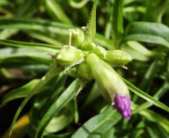 lychnis boutton