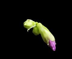 lychnis  bouton isolé