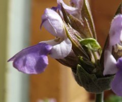 sauge officinale