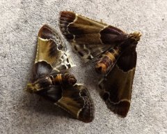 papillons.JPG