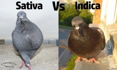 pigeon - sativa Vs indica