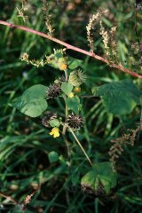 Abutilon_theophrasti.JPG