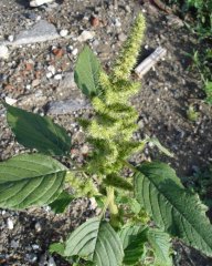 Amaranthus_hybridus.jpg