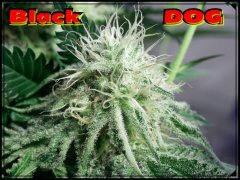 BlackDOG3.jpeg