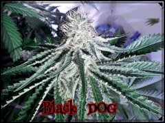 BlackDOG6.jpeg