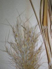 Bothriochloa_barbinodis.jpg