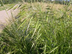 Bromus_japonicus.jpg