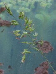Bromus_mollis.jpg