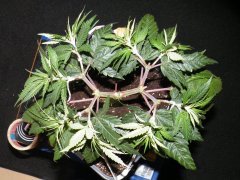 DSCF1335.JPG
