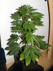 DSCF1401.JPG