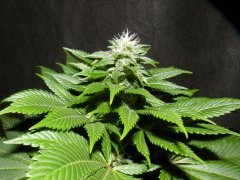 DSCF1407.JPG