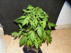 DSCF1574.JPG
