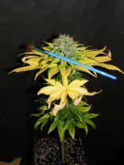 DSCF1580.JPG