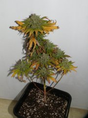 DSCF1587.JPG